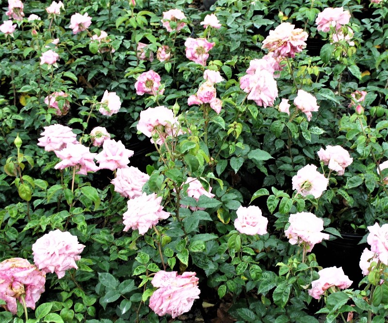 Cherokee Trace Roses, Camp County, Texas
