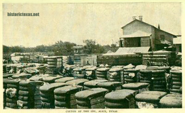 TXalice-cottongin-w
