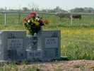 Cemetery view